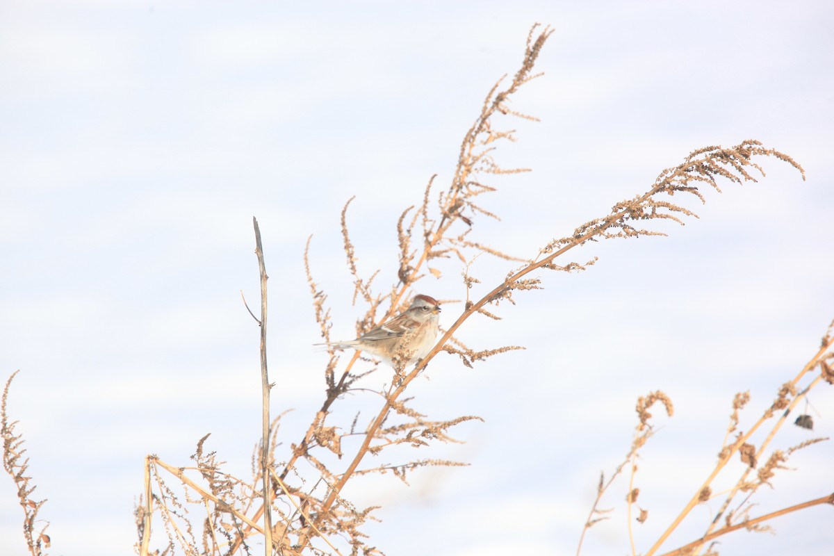 Chingolo Arbóreo - ML646429247