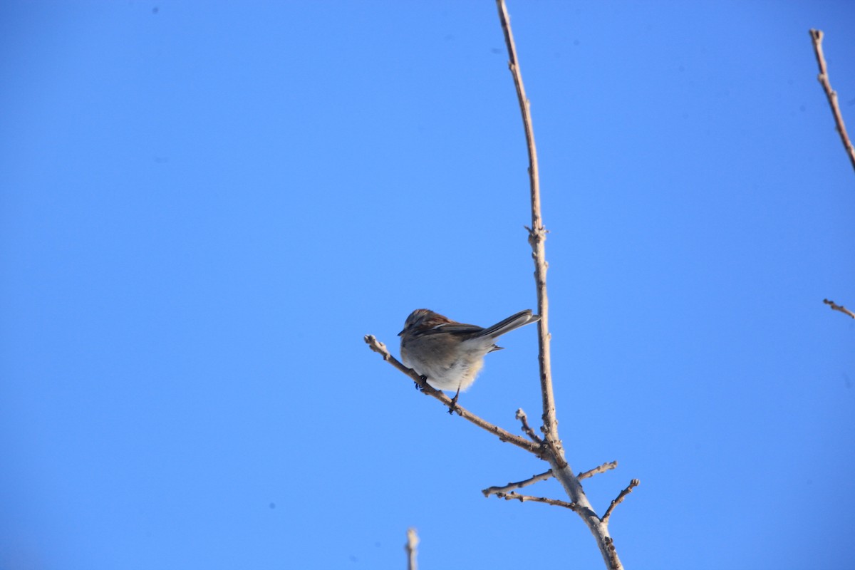 Chingolo Arbóreo - ML646429248