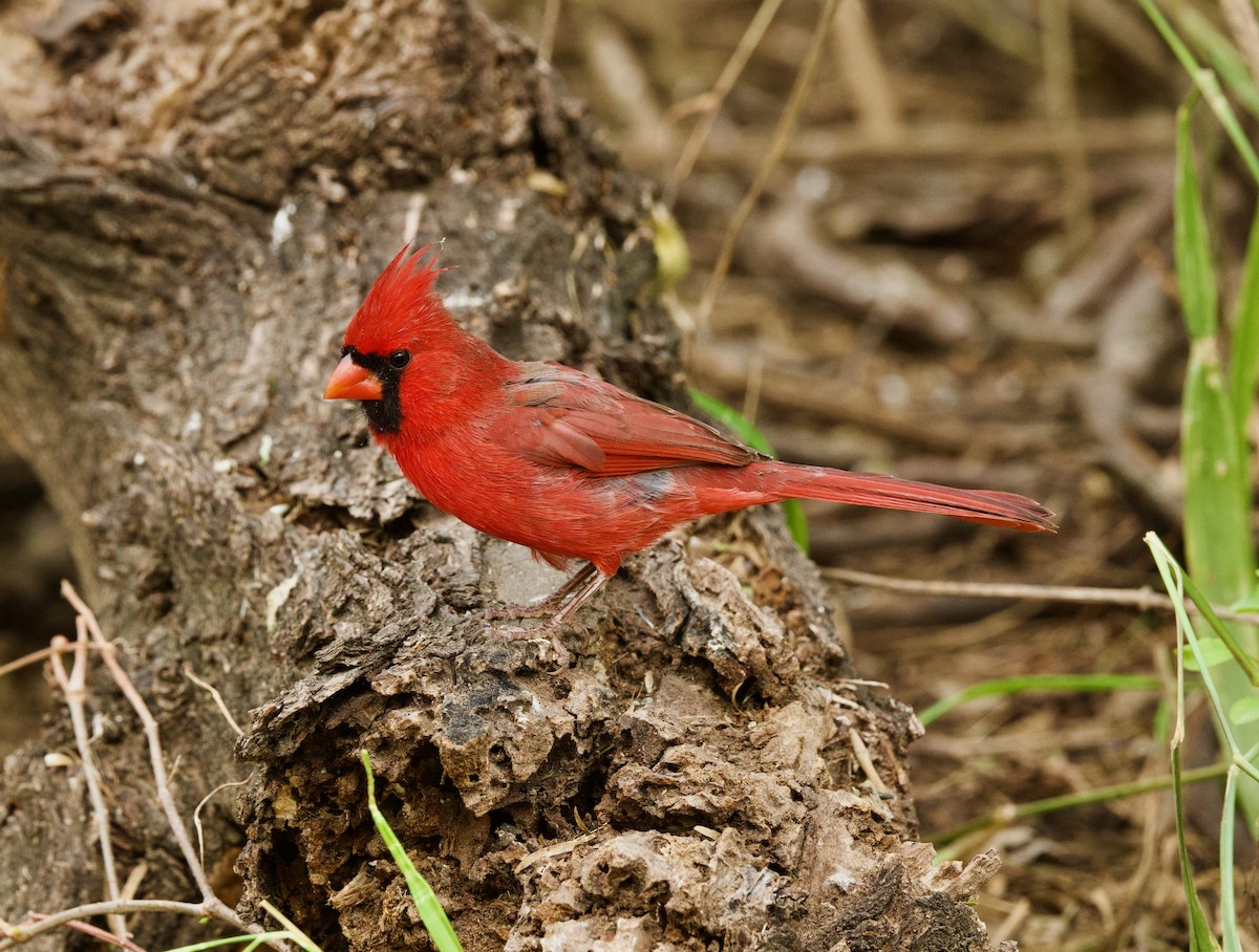Northern Cardinal (Common) - ML646429249