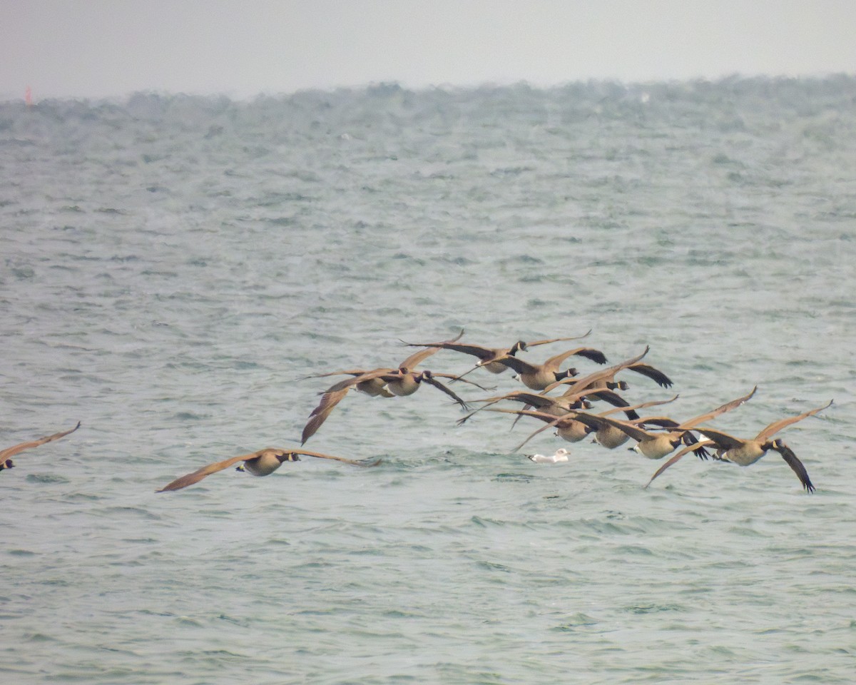 Barnacla Canadiense Grande - ML646429250