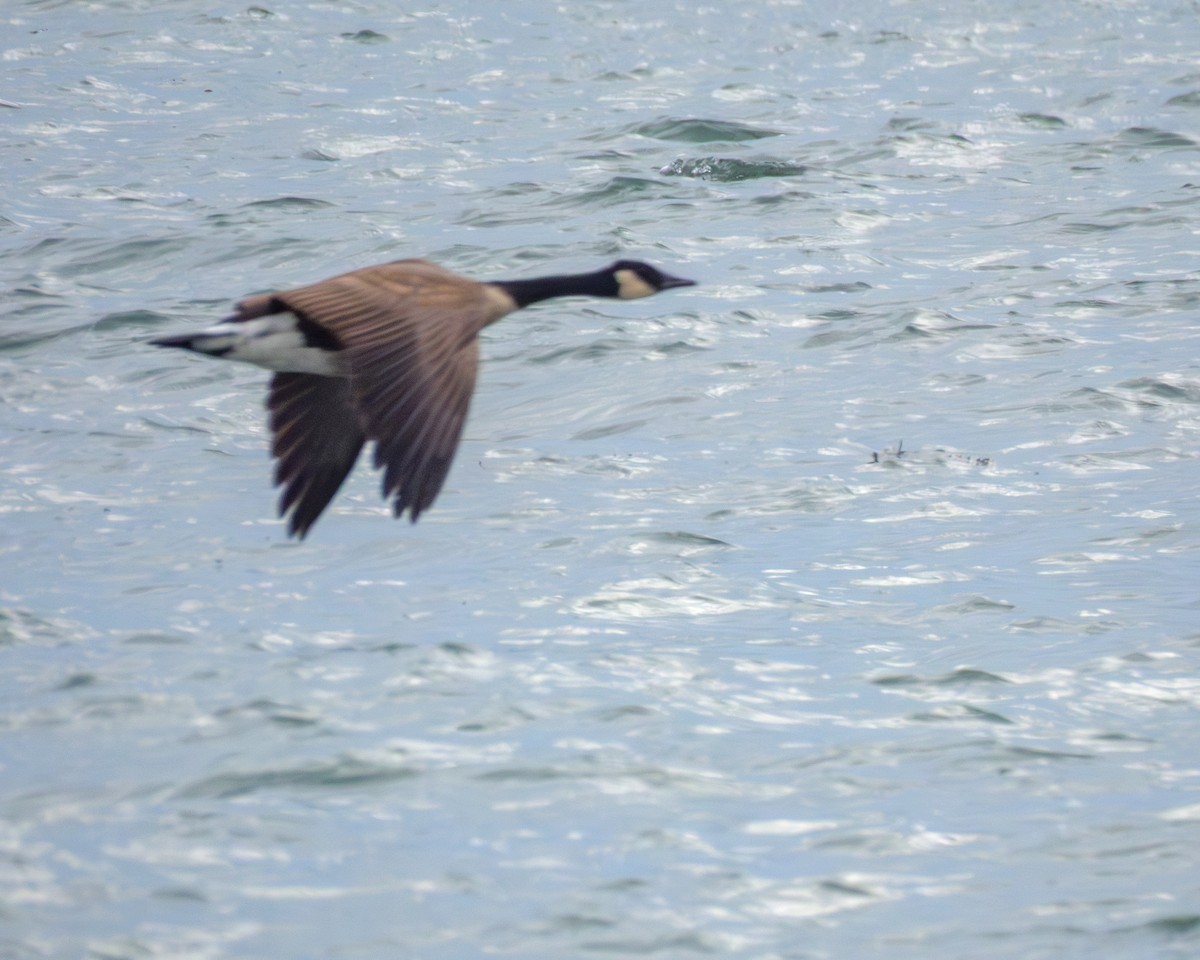 Barnacla Canadiense Grande - ML646429251