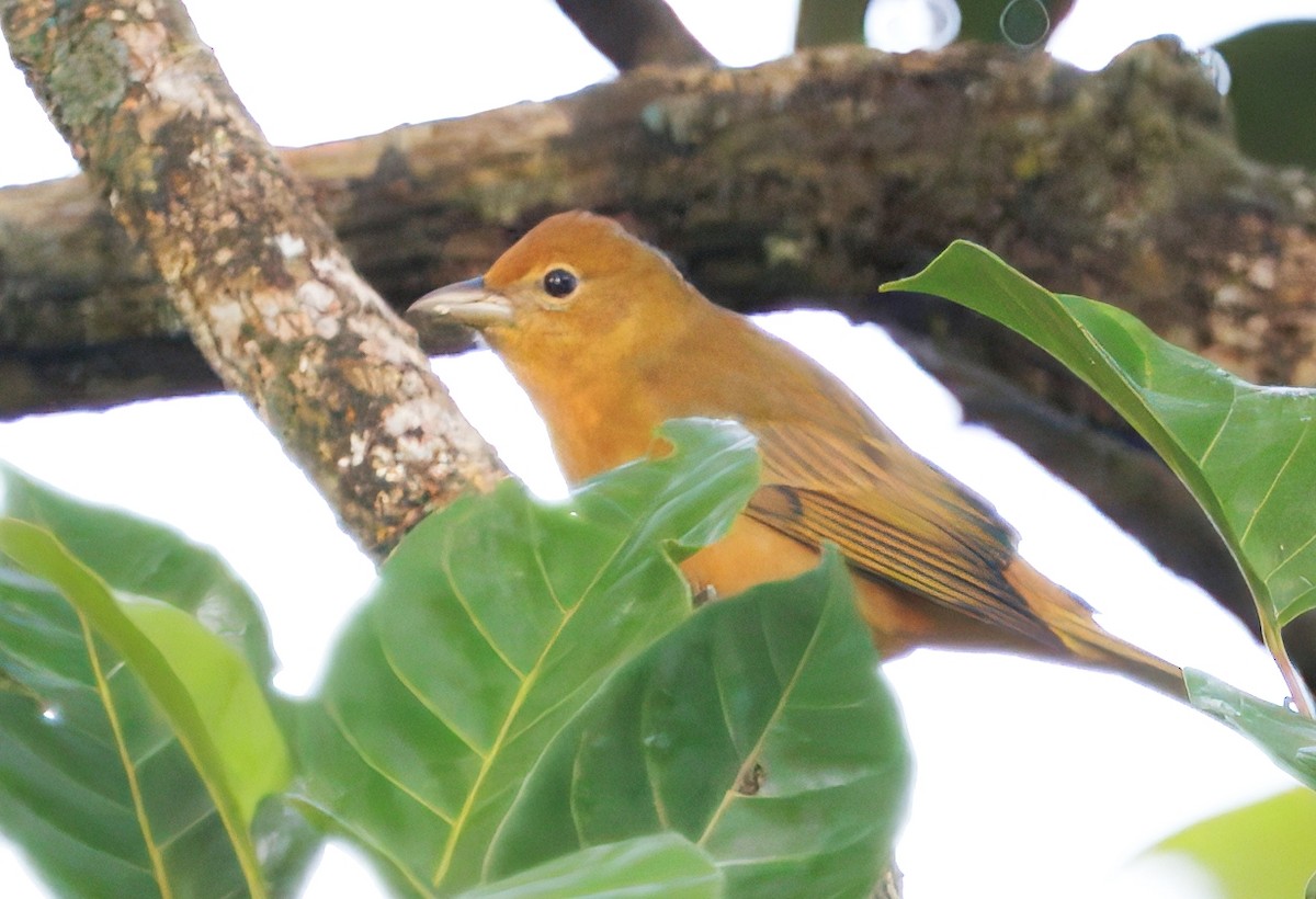 Piranga Roja - ML646429252