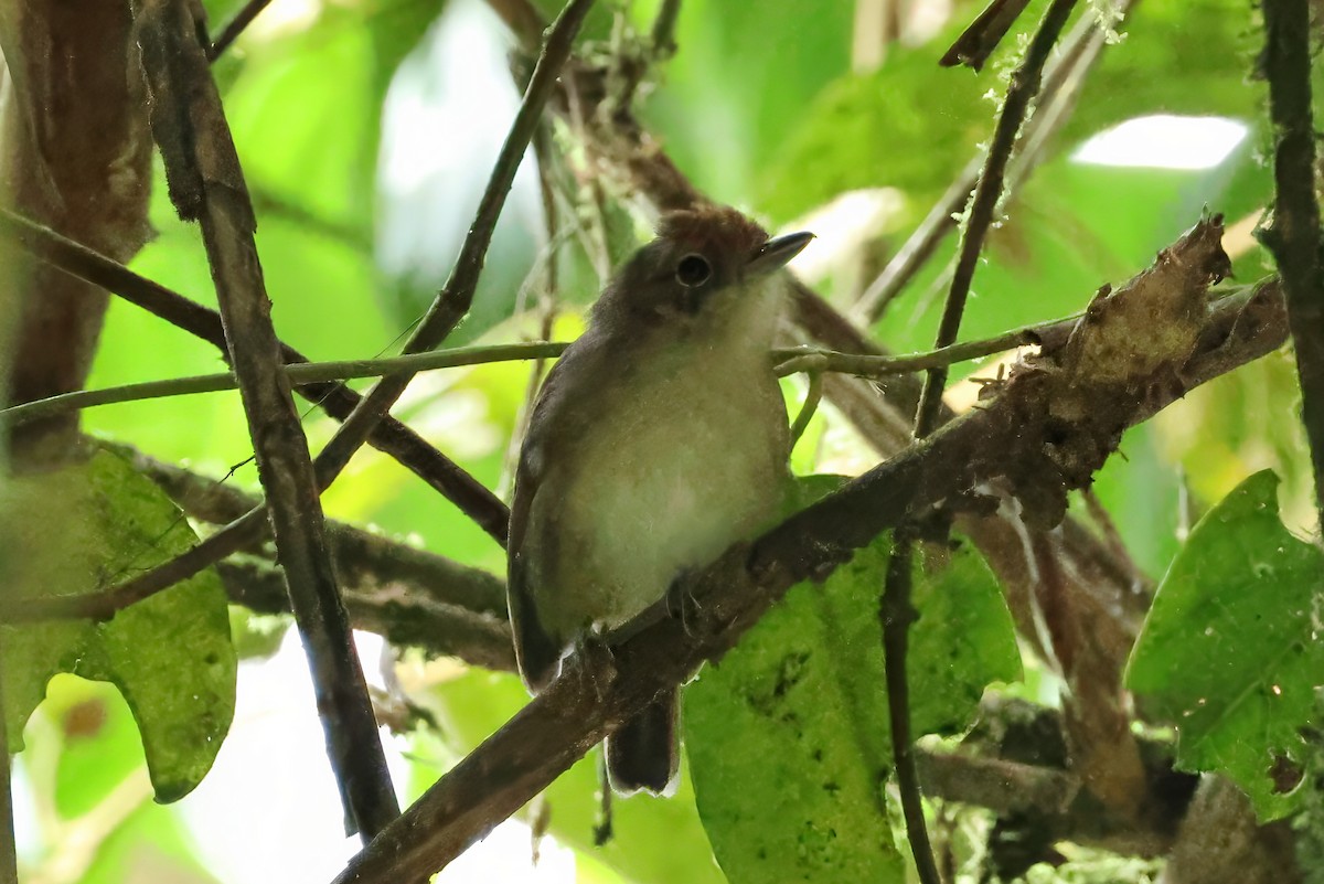 Batarito Cabecigrís - ML646429253