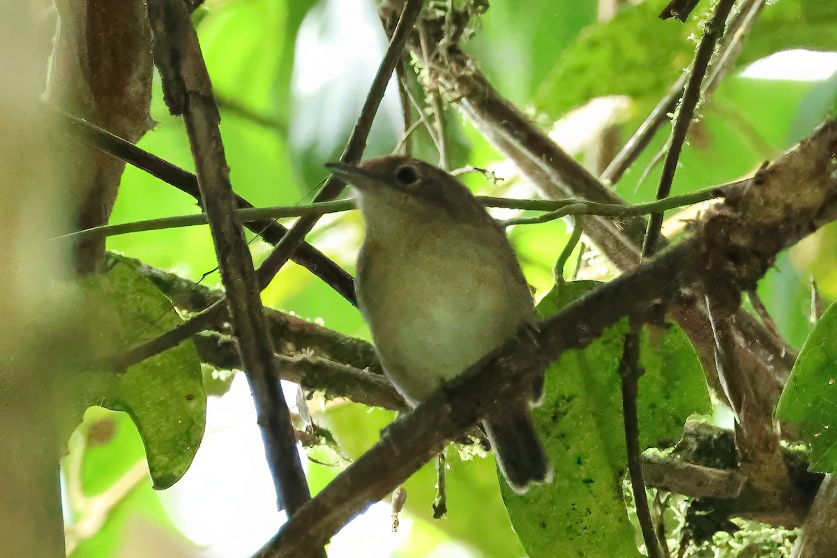 Batarito Cabecigrís - ML646429254
