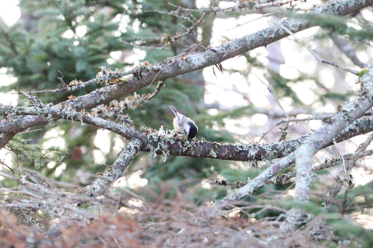 Carbonero Cabecinegro - ML646429255