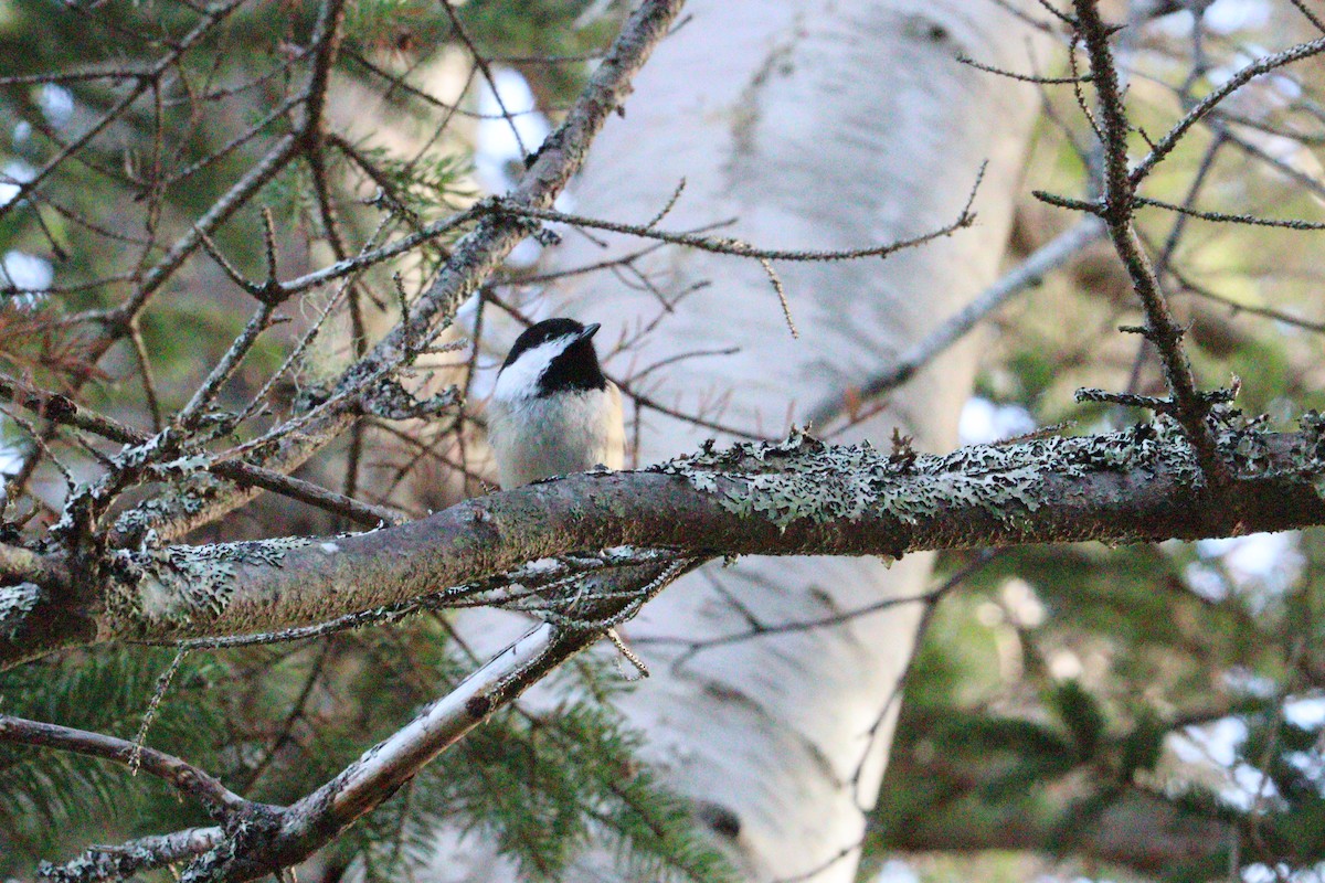Carbonero Cabecinegro - ML646429256