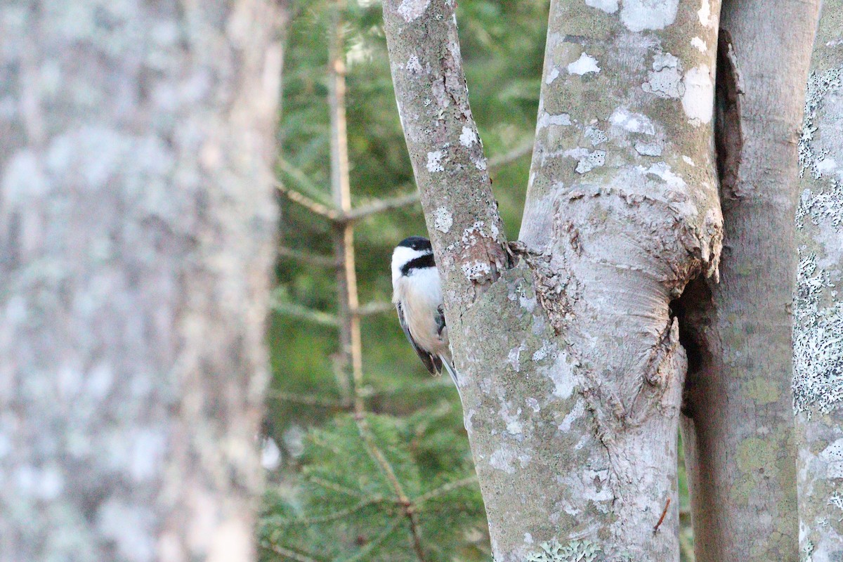 Carbonero Cabecinegro - ML646429257
