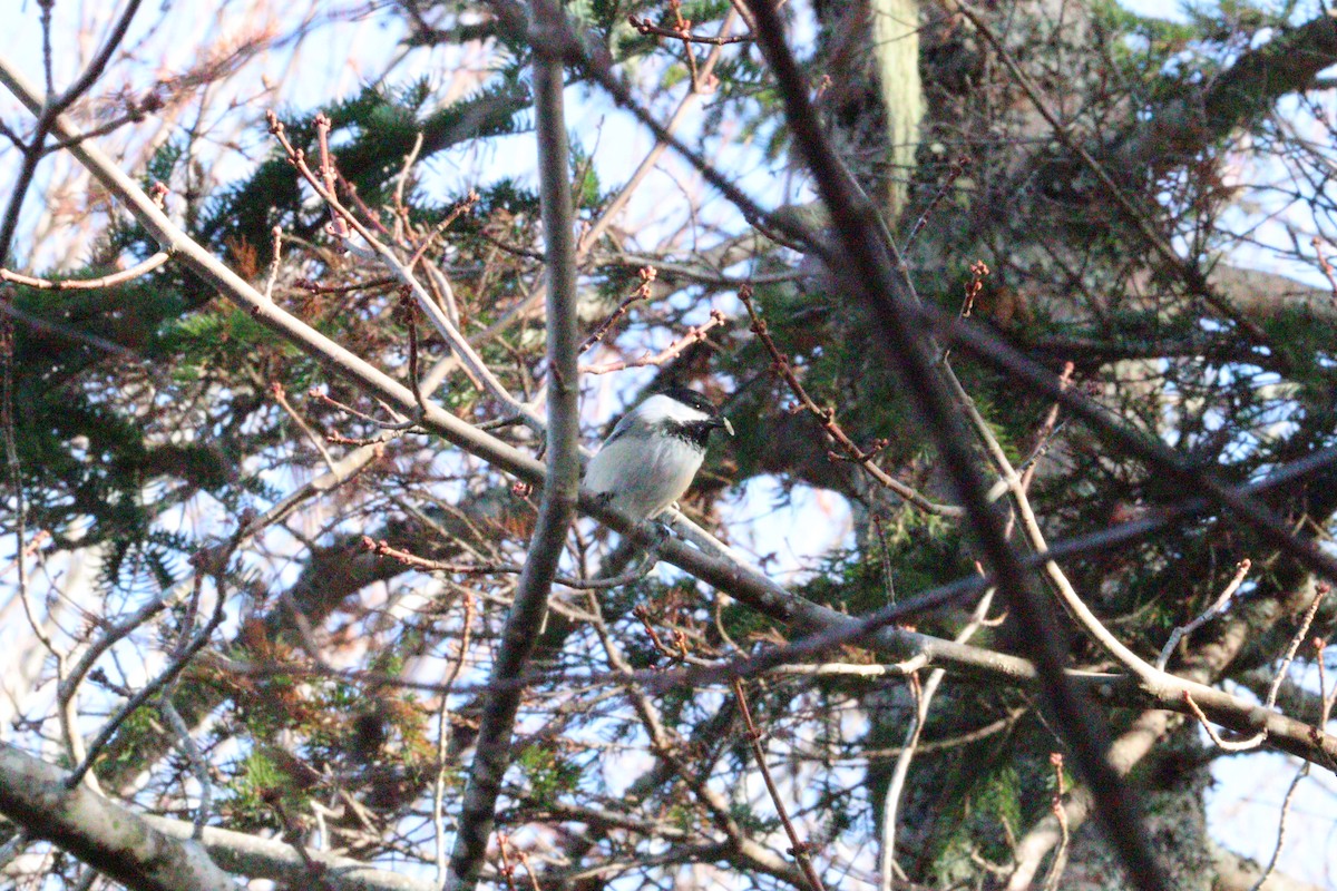 Carbonero Cabecinegro - ML646429258