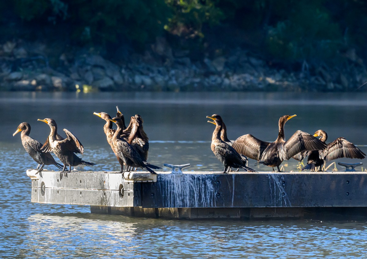 Cormorán Orejudo - ML646429259
