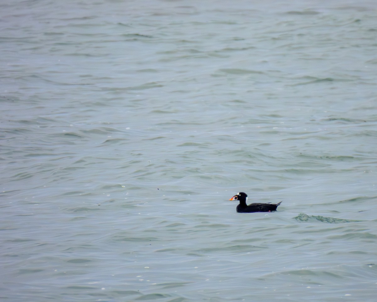 Surf Scoter - ML646429265