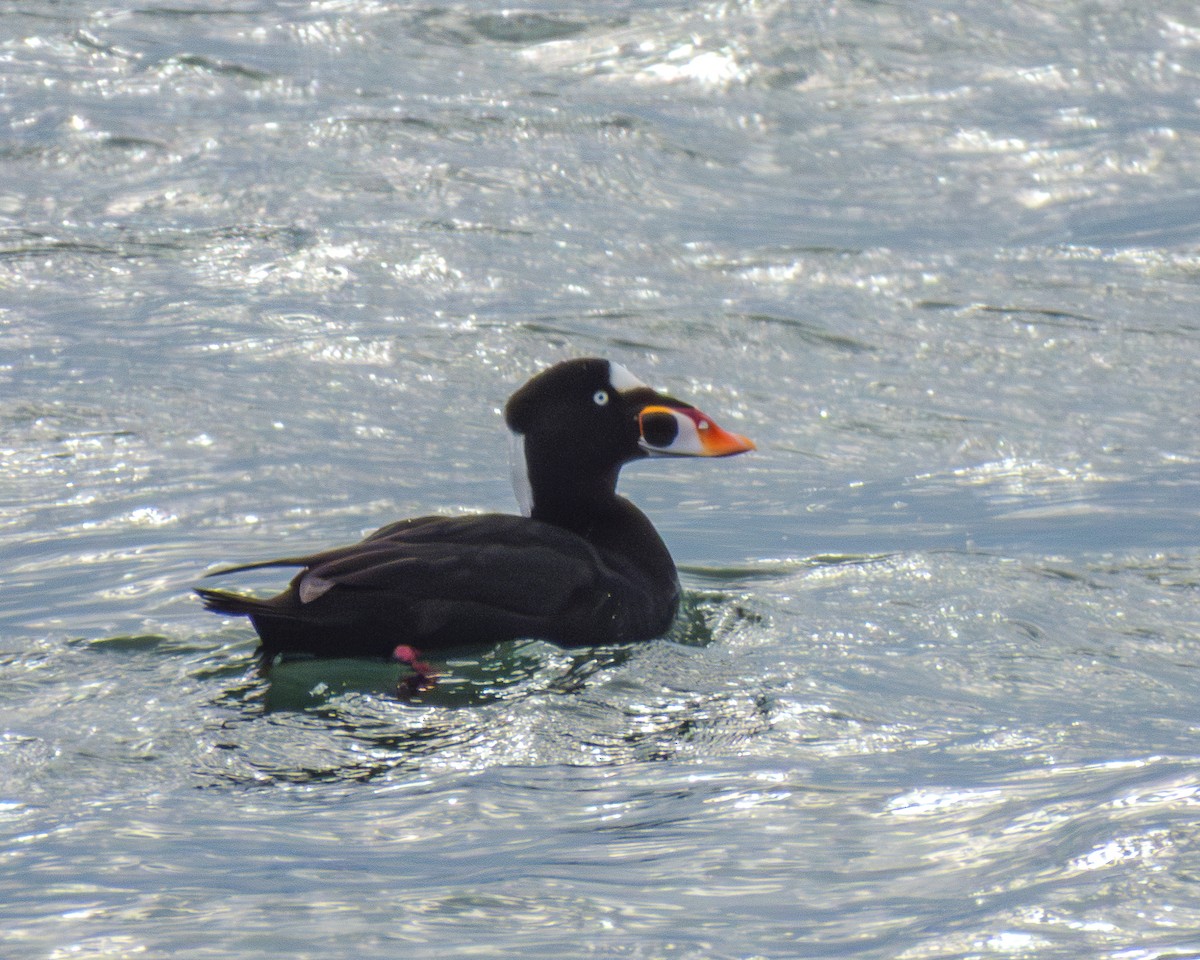 Surf Scoter - ML646429266