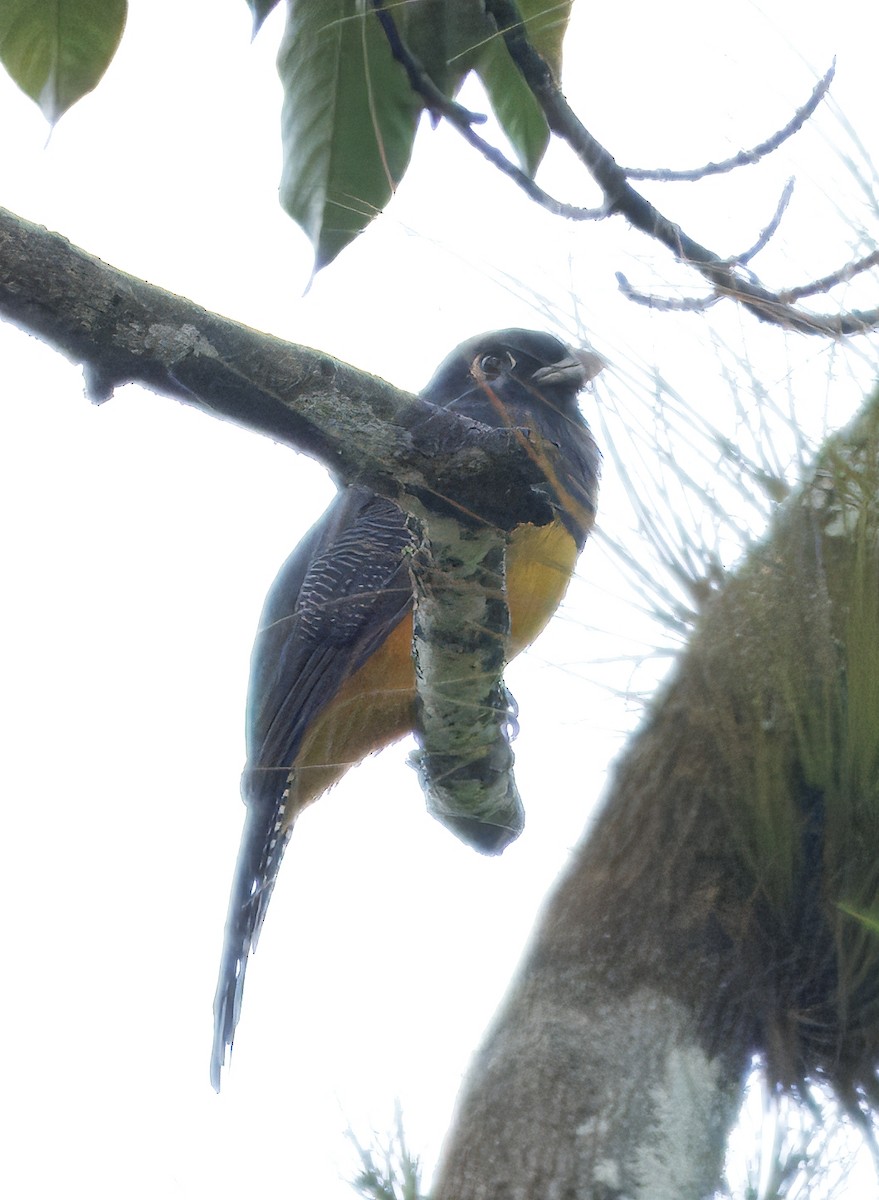 Gartered Violaceous Trogon - ML646429267