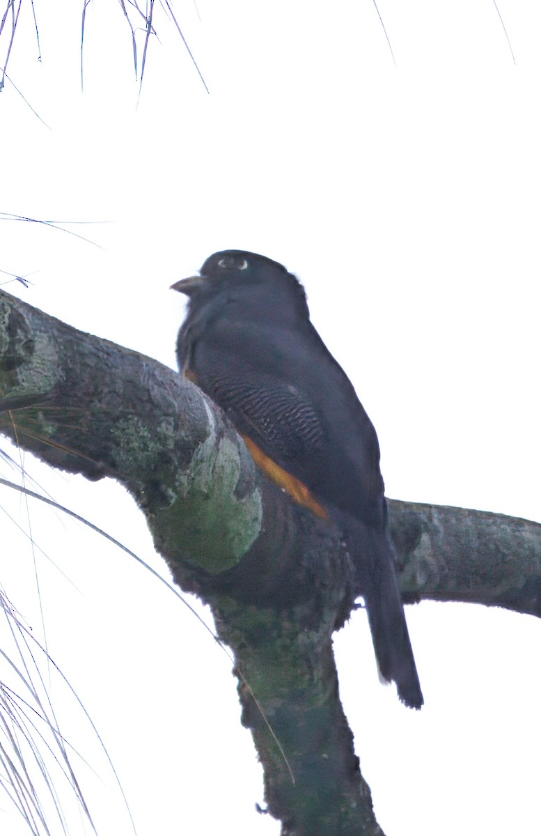 Gartered Violaceous Trogon - ML646429268