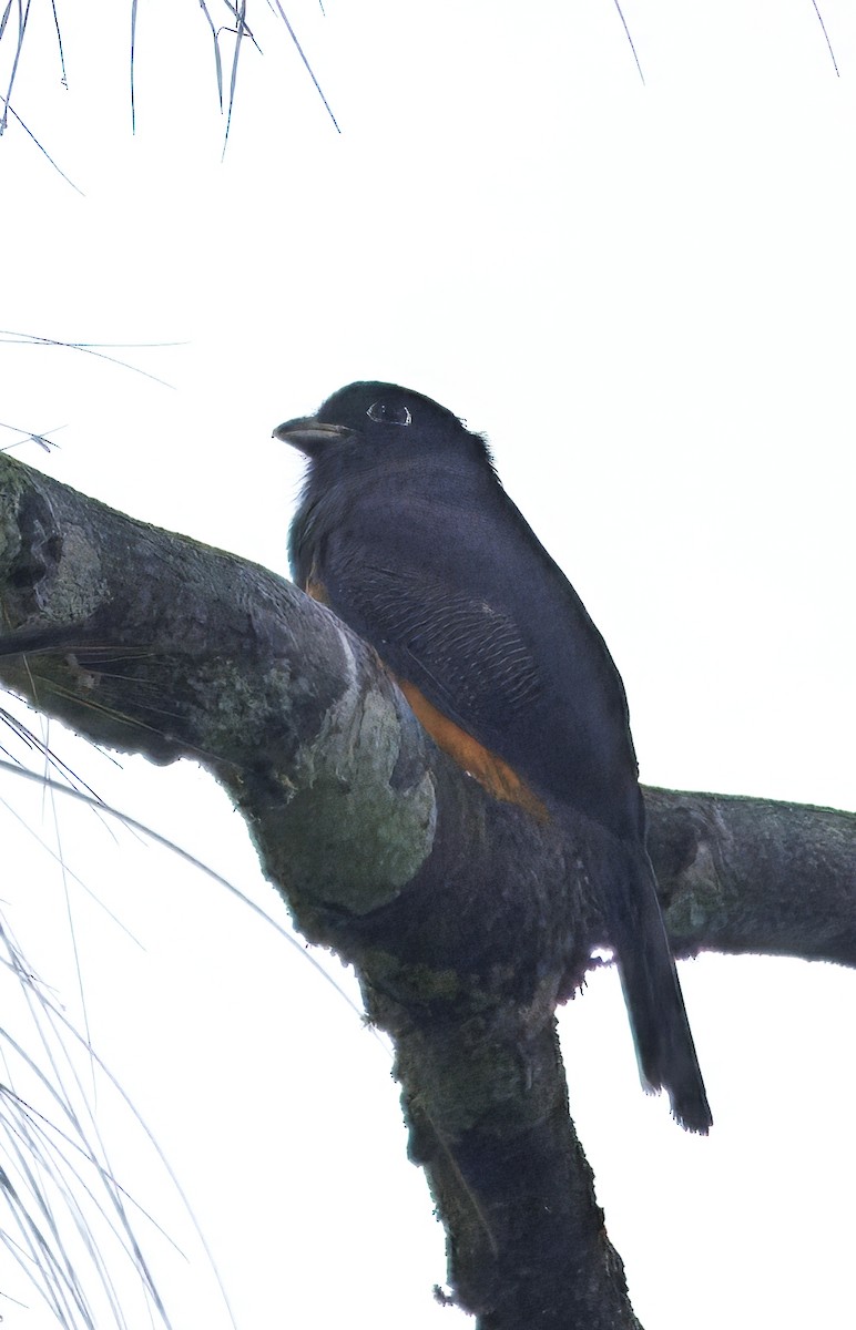 Gartered Violaceous Trogon - ML646429269