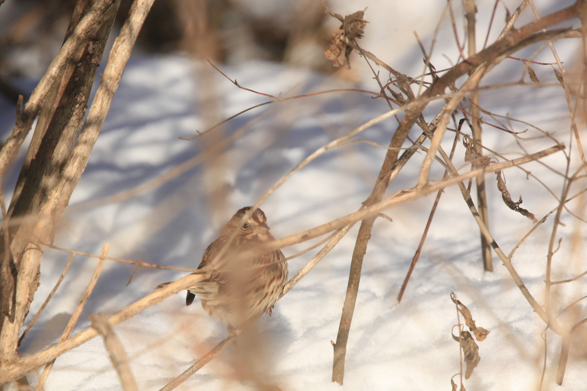 Song Sparrow - ML646429270