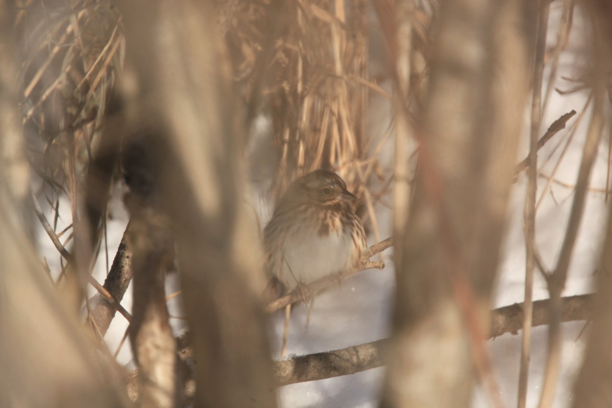 Song Sparrow - ML646429271