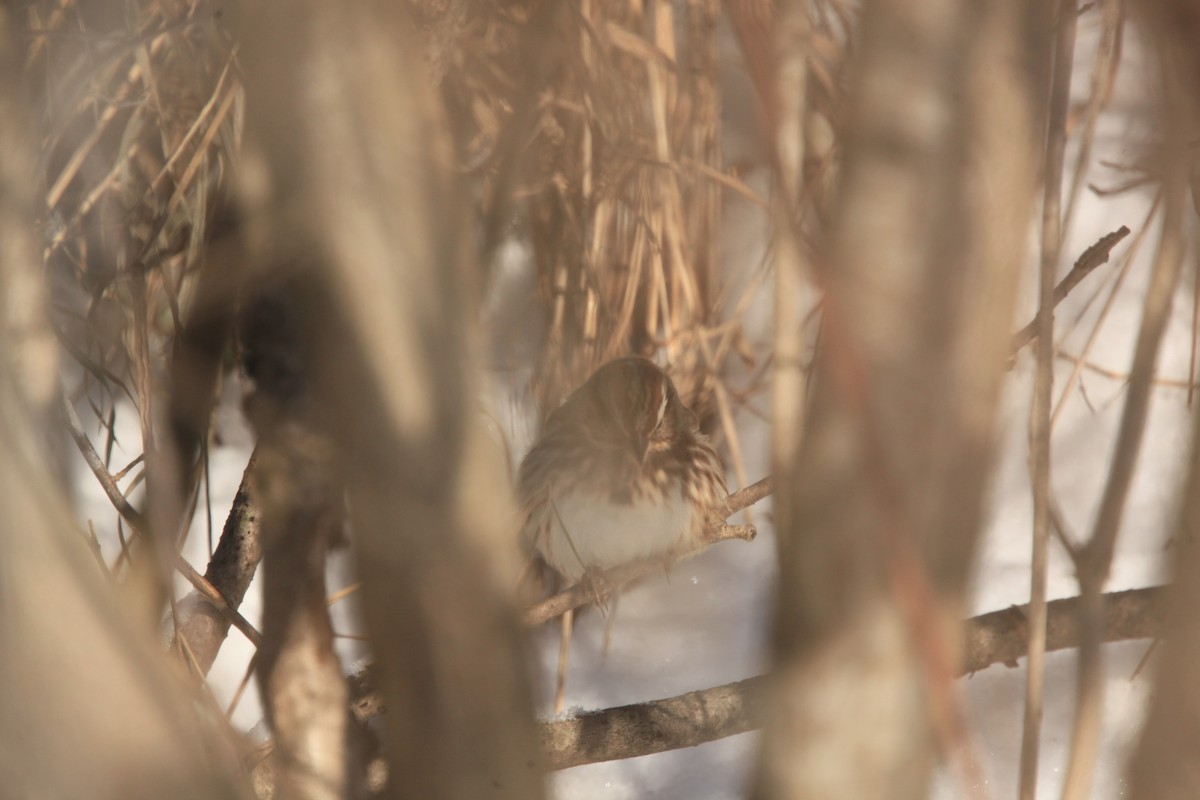 Song Sparrow - ML646429272