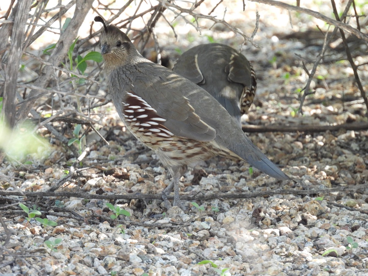 Gambel's Quail - ML646429273
