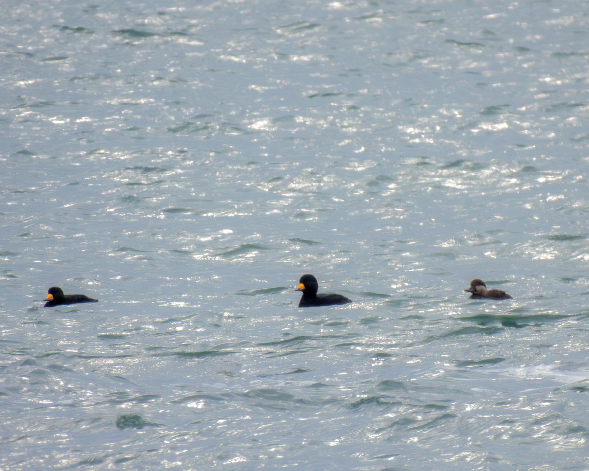 Black Scoter - ML646429280