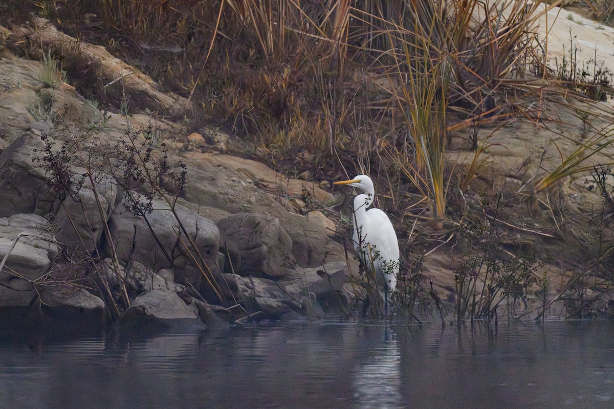 Great Egret - ML646429282