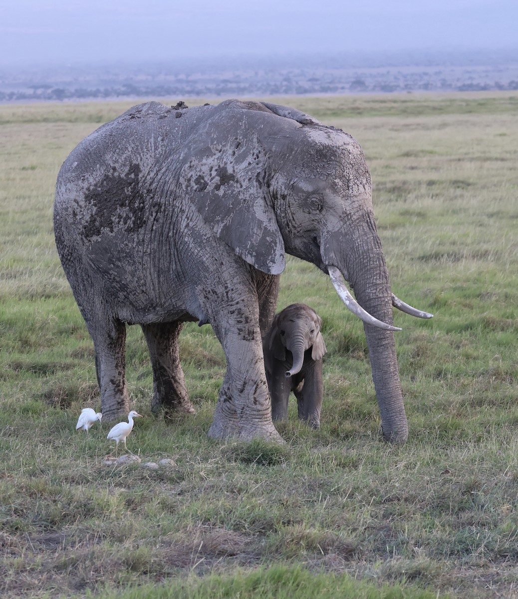 Western Cattle-Egret - ML646429284