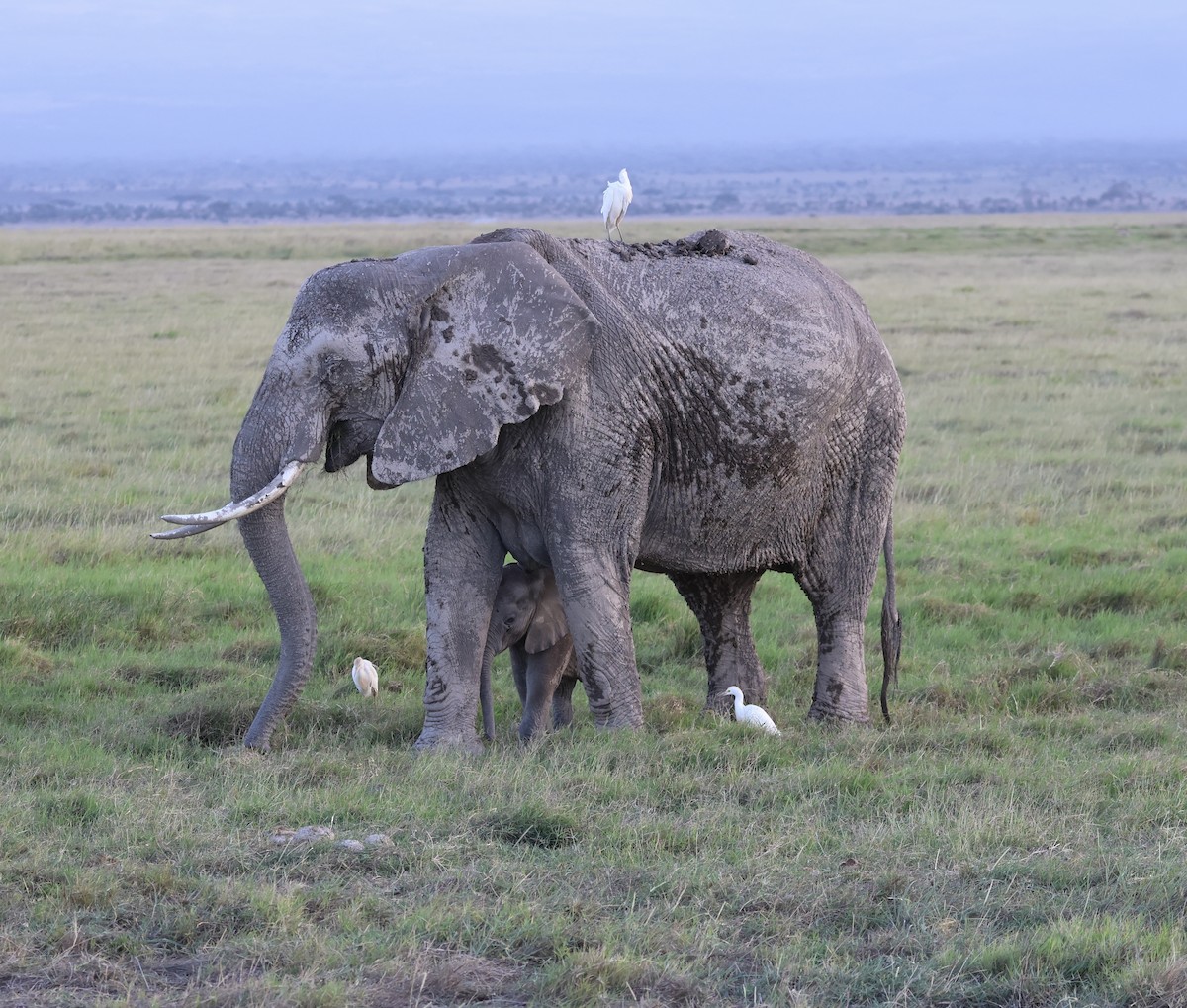 Western Cattle-Egret - ML646429285