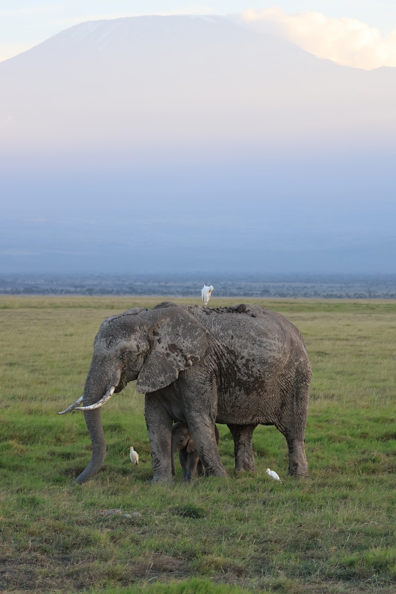 Western Cattle-Egret - ML646429286