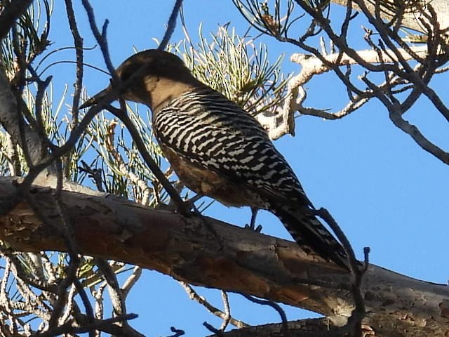 Gila Woodpecker - ML646429289