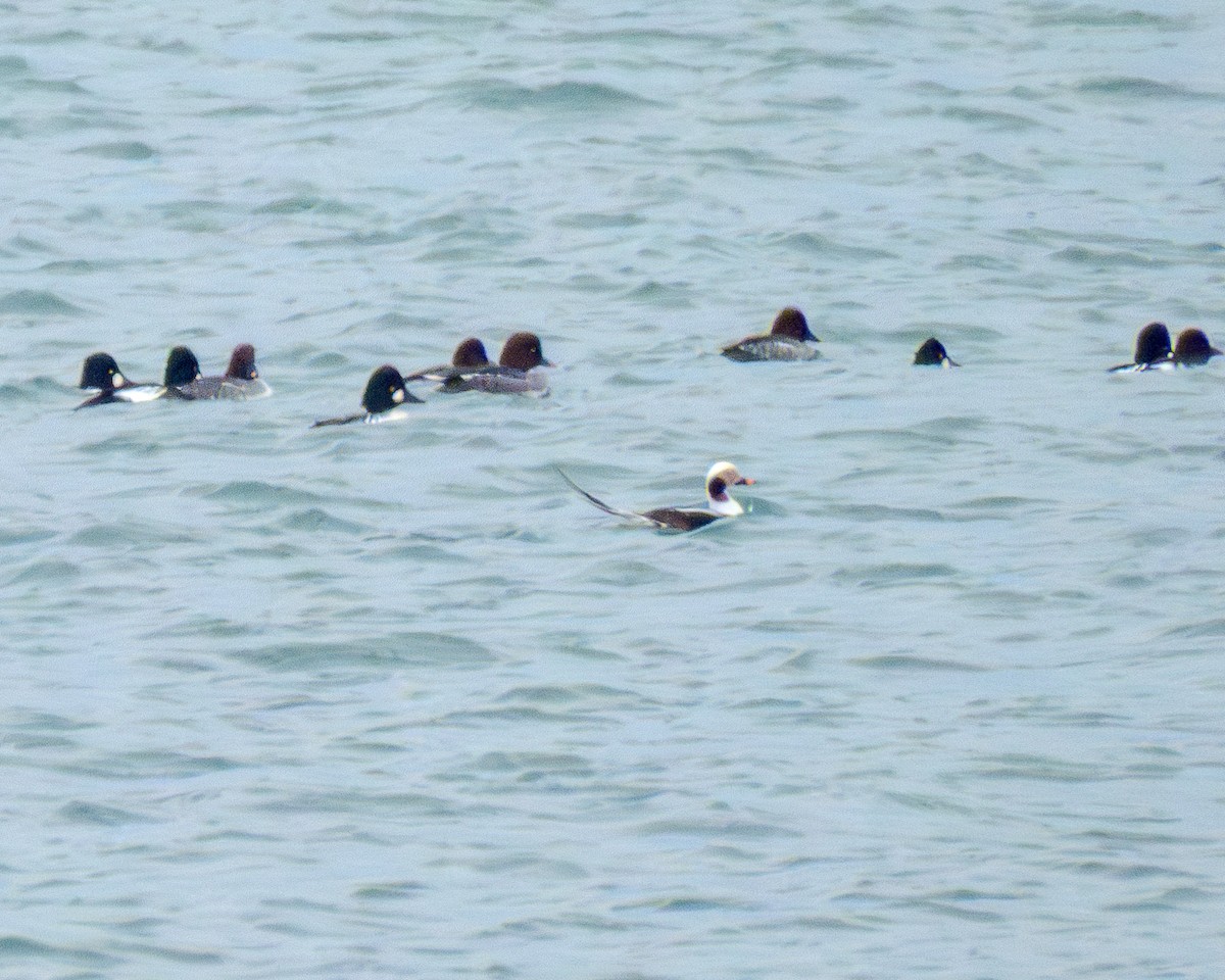 Long-tailed Duck - ML646429290