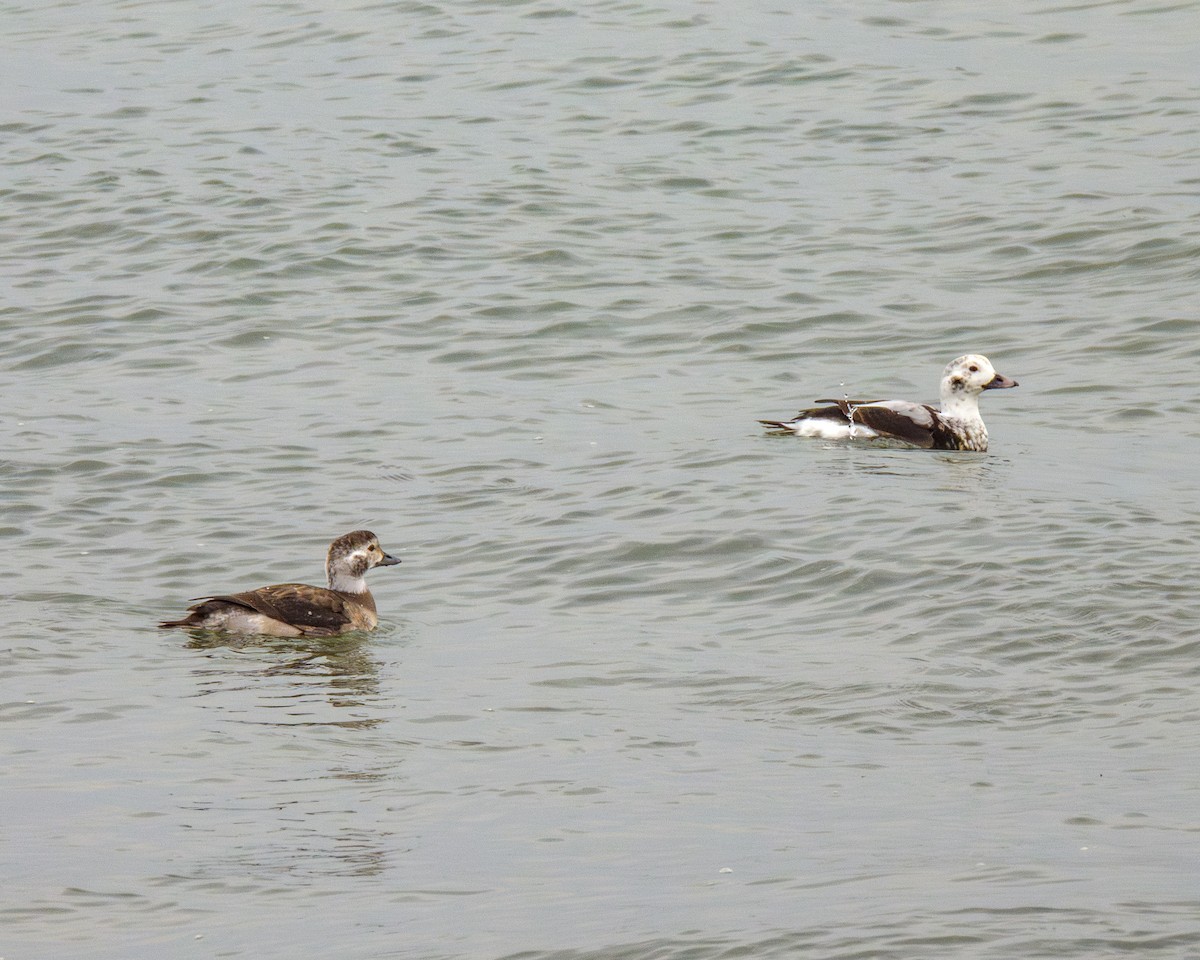 Long-tailed Duck - ML646429291