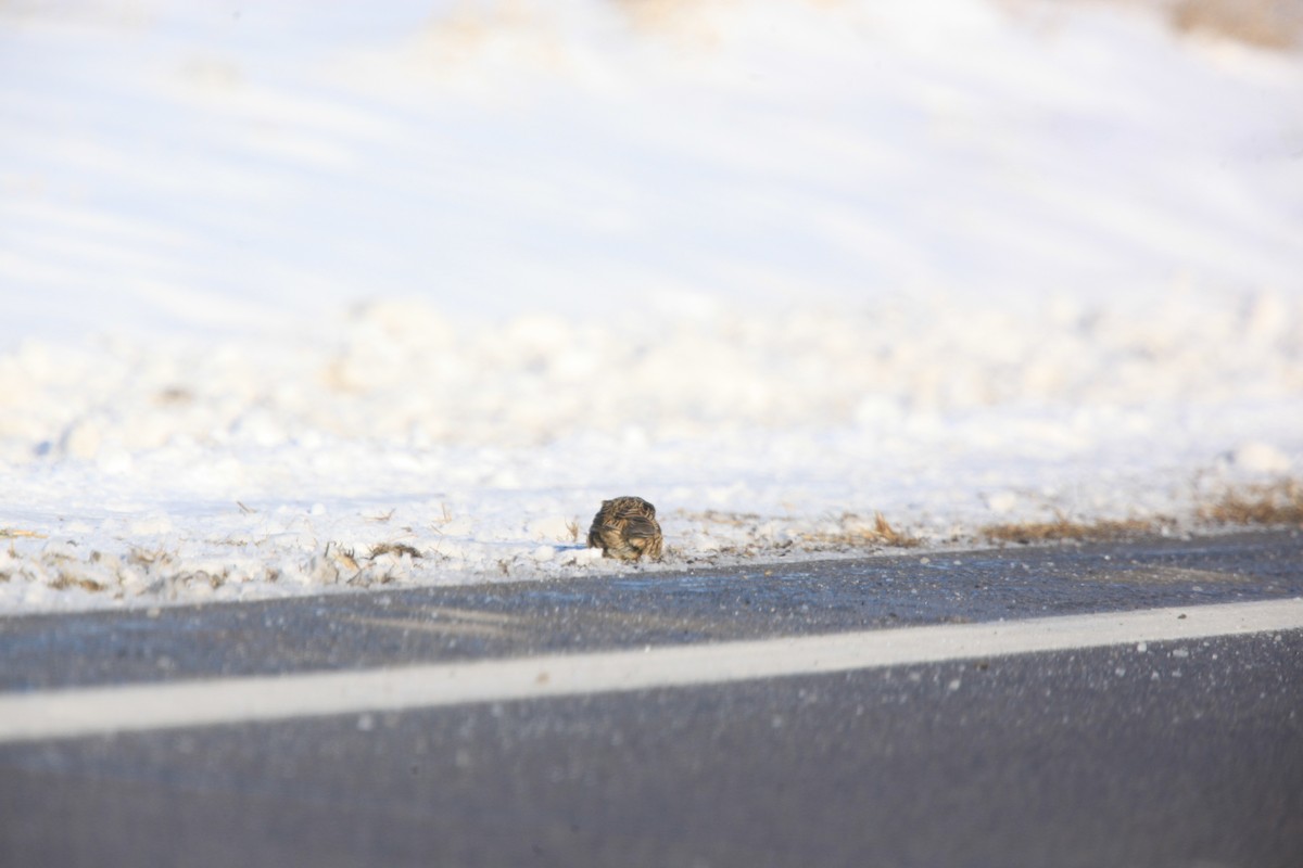 Eastern Meadowlark - ML646429292