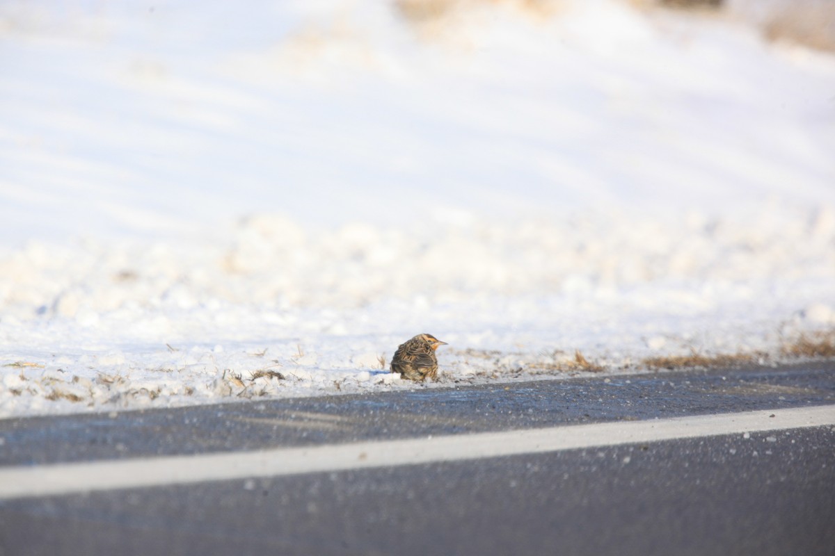 Eastern Meadowlark - ML646429293