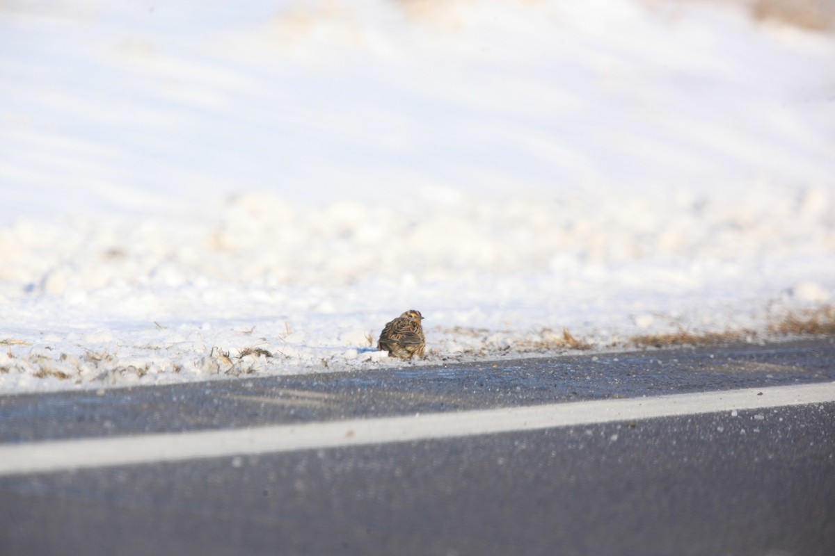 Eastern Meadowlark - ML646429294