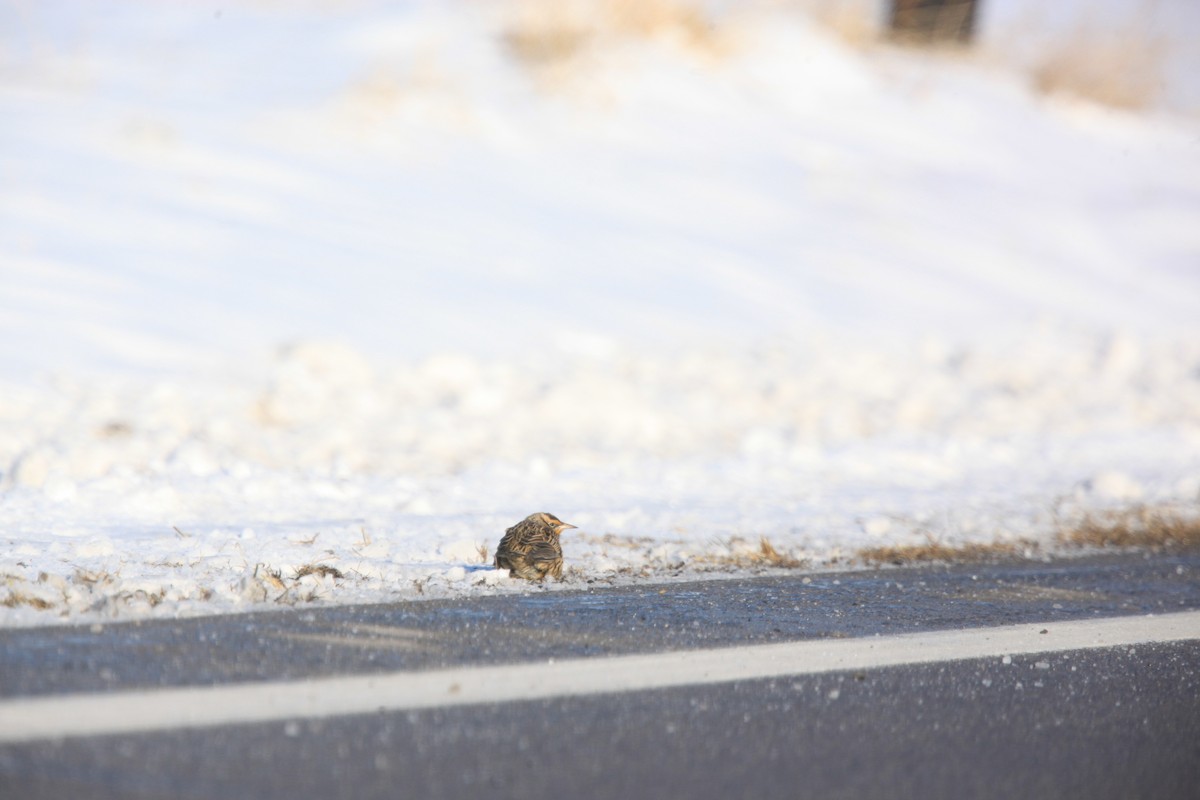Eastern Meadowlark - ML646429295
