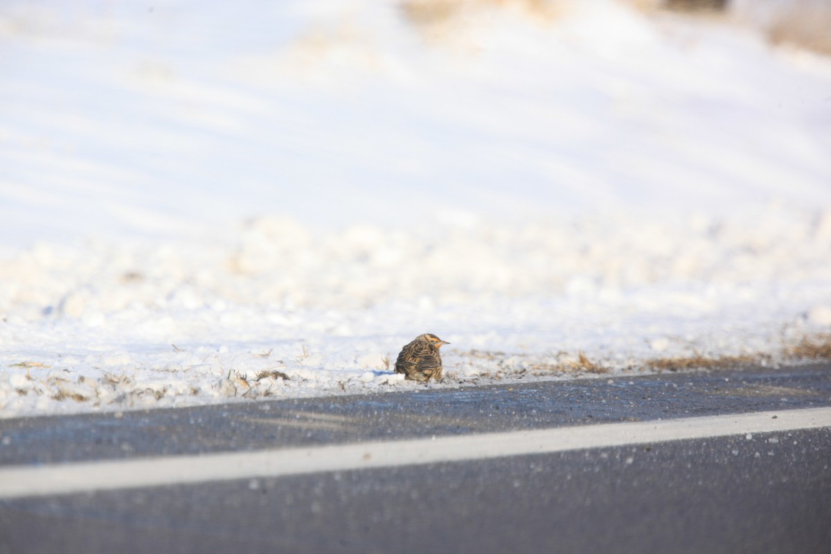 Eastern Meadowlark - ML646429296