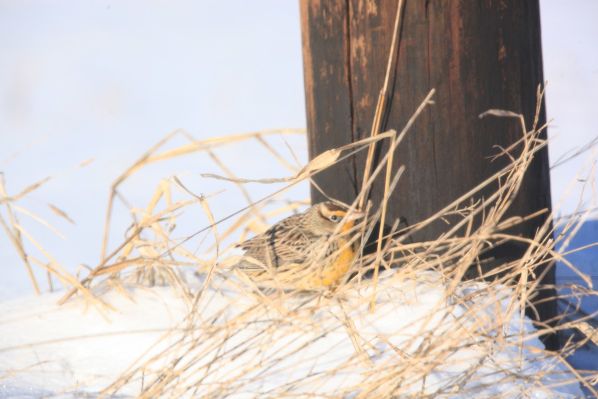 Eastern Meadowlark - ML646429297