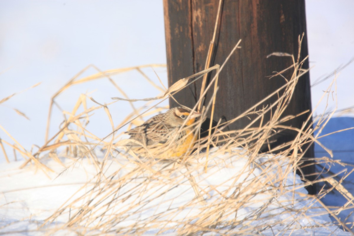 Eastern Meadowlark - ML646429298