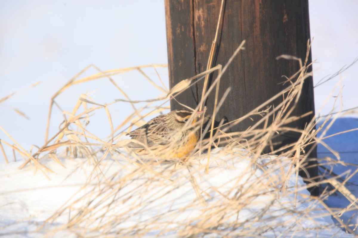 Eastern Meadowlark - ML646429300