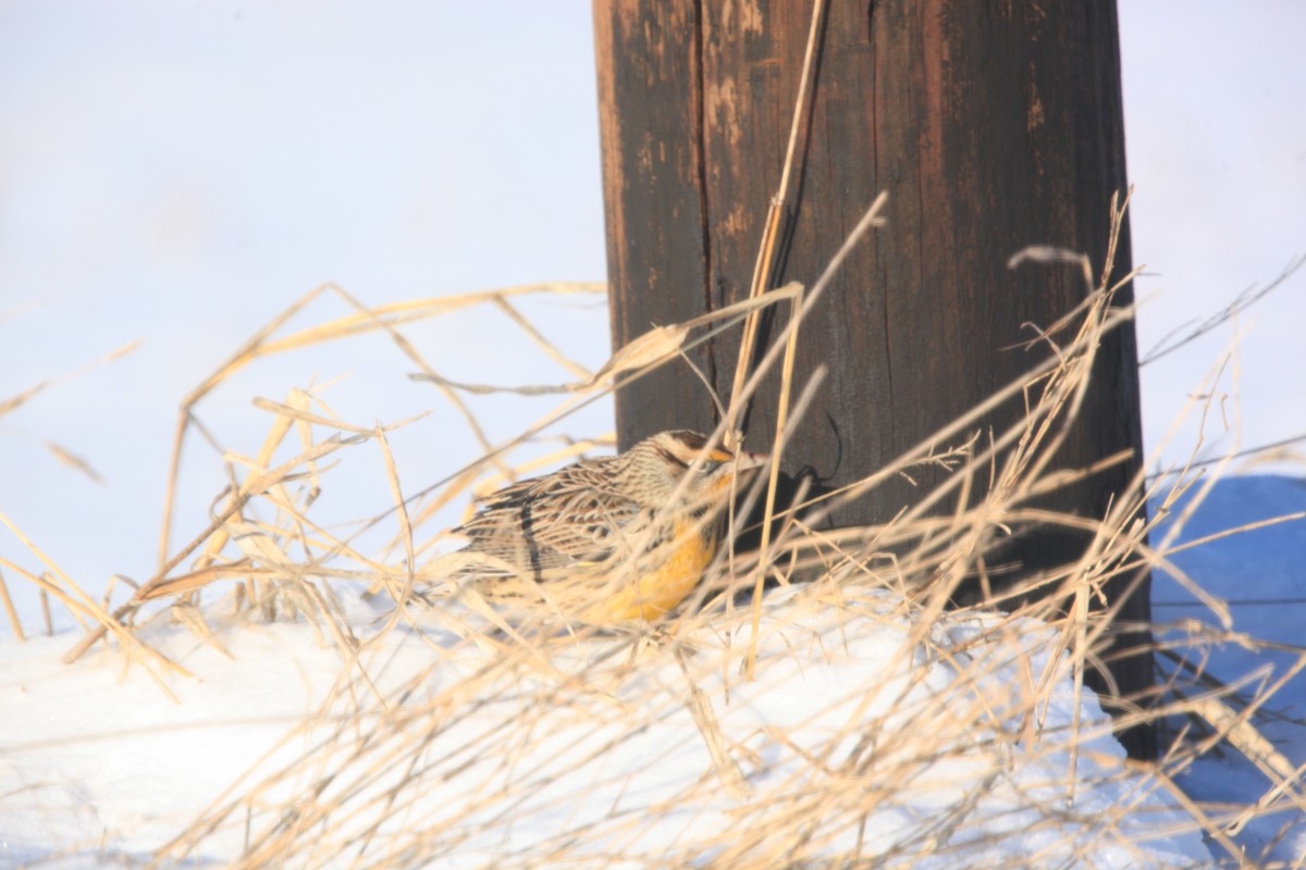 Eastern Meadowlark - ML646429301