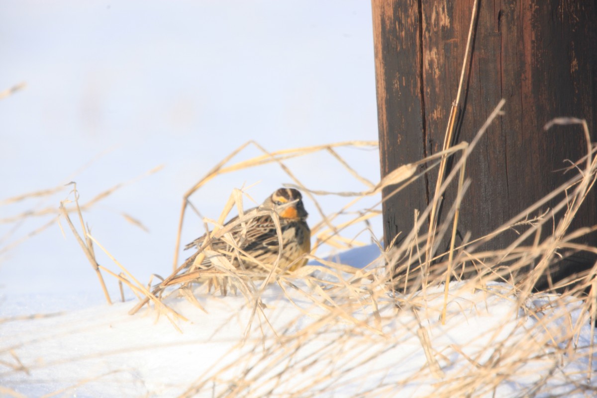 Eastern Meadowlark - ML646429302