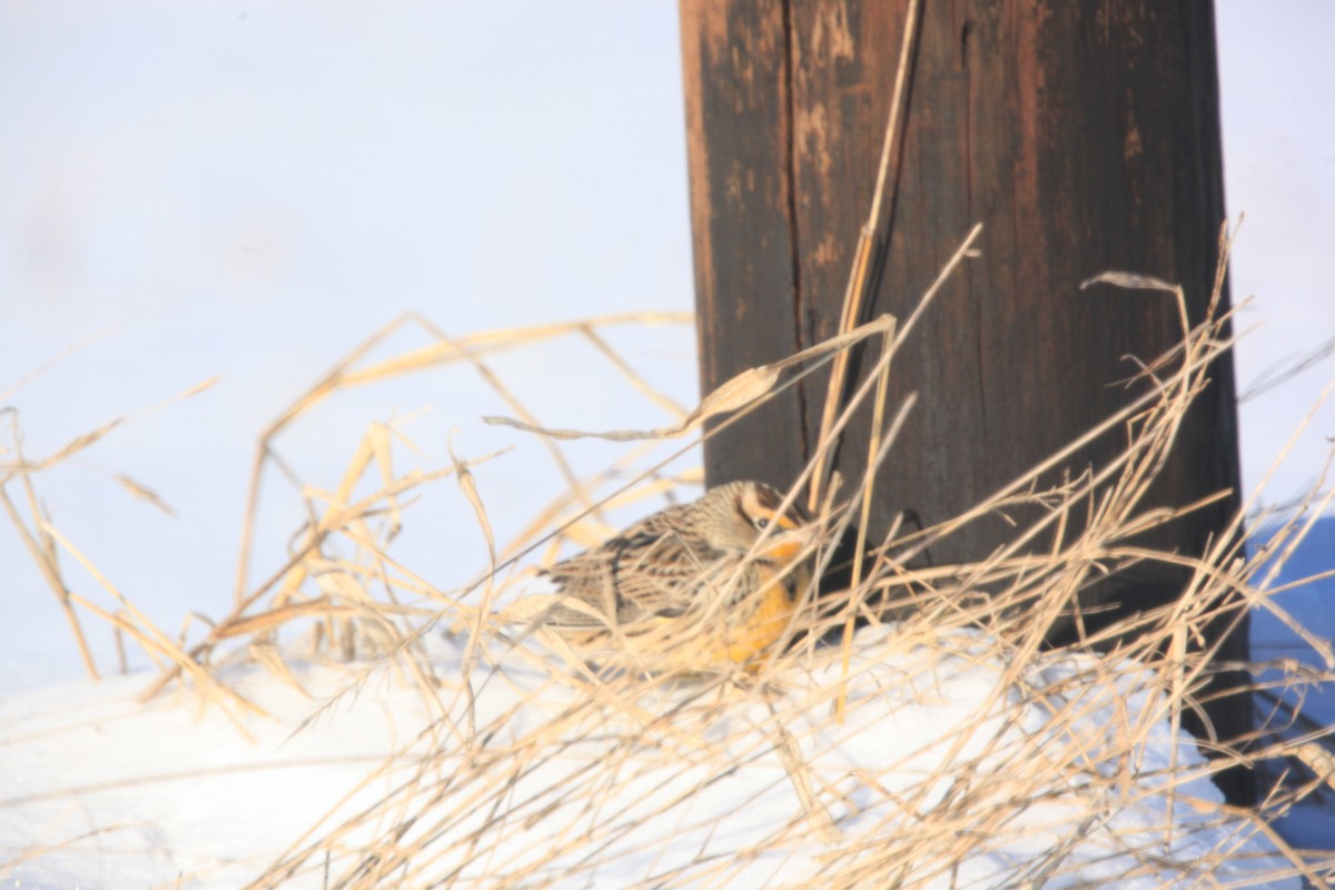 Eastern Meadowlark - ML646429304