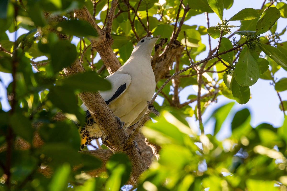 Torresian Imperial-Pigeon - ML646429305