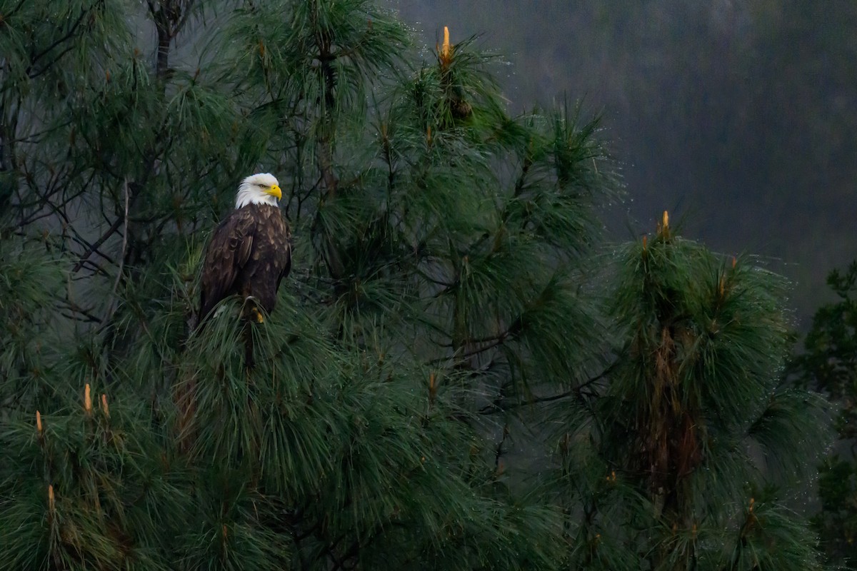 Bald Eagle - ML646429306
