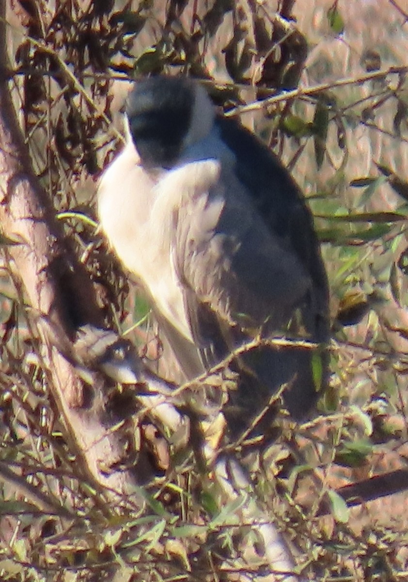 Black-crowned Night Heron - ML646429307