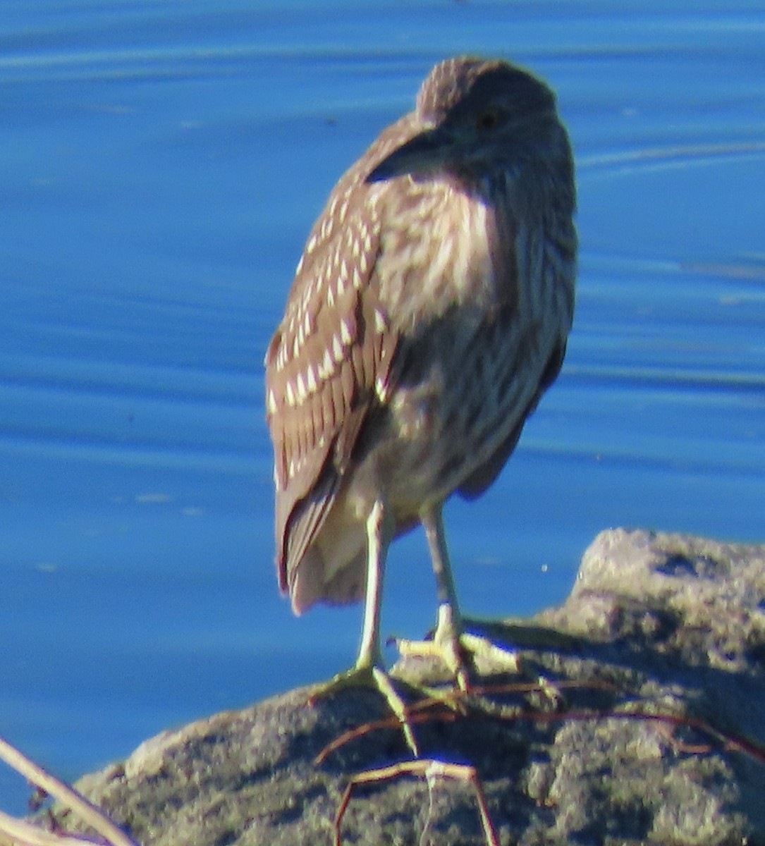 Black-crowned Night Heron - ML646429308