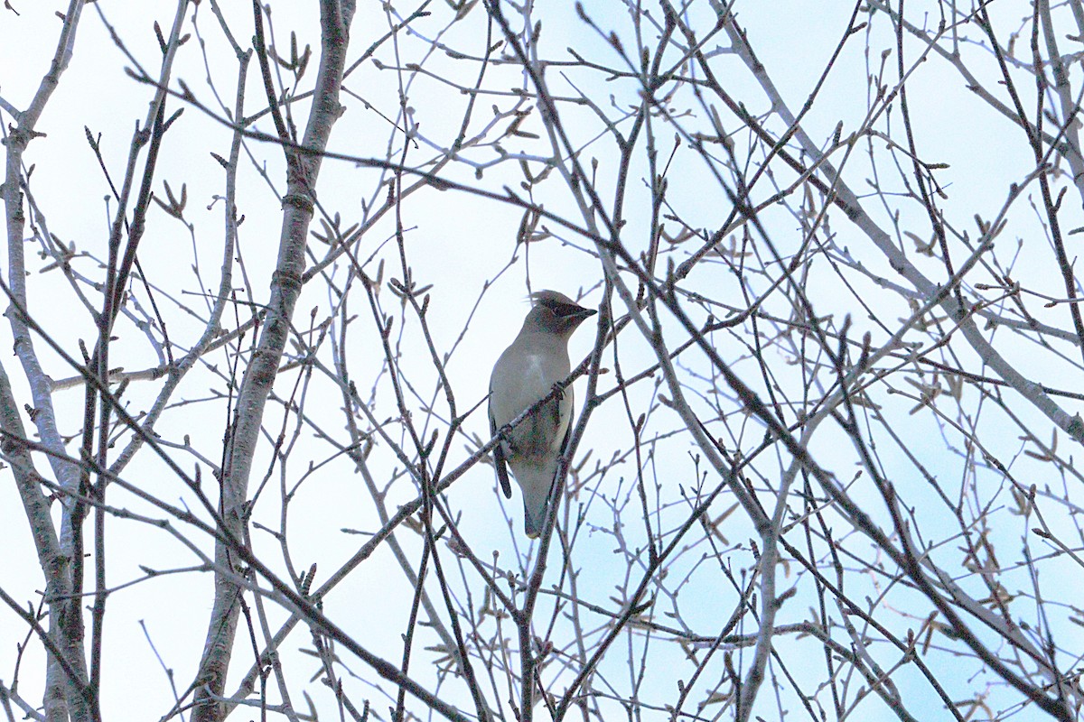 Cedar Waxwing - ML646429310