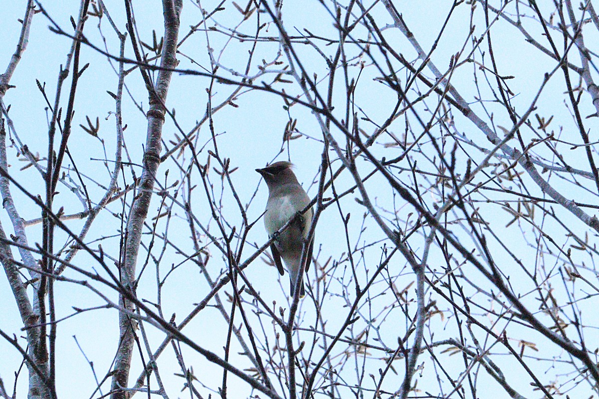 Cedar Waxwing - ML646429311