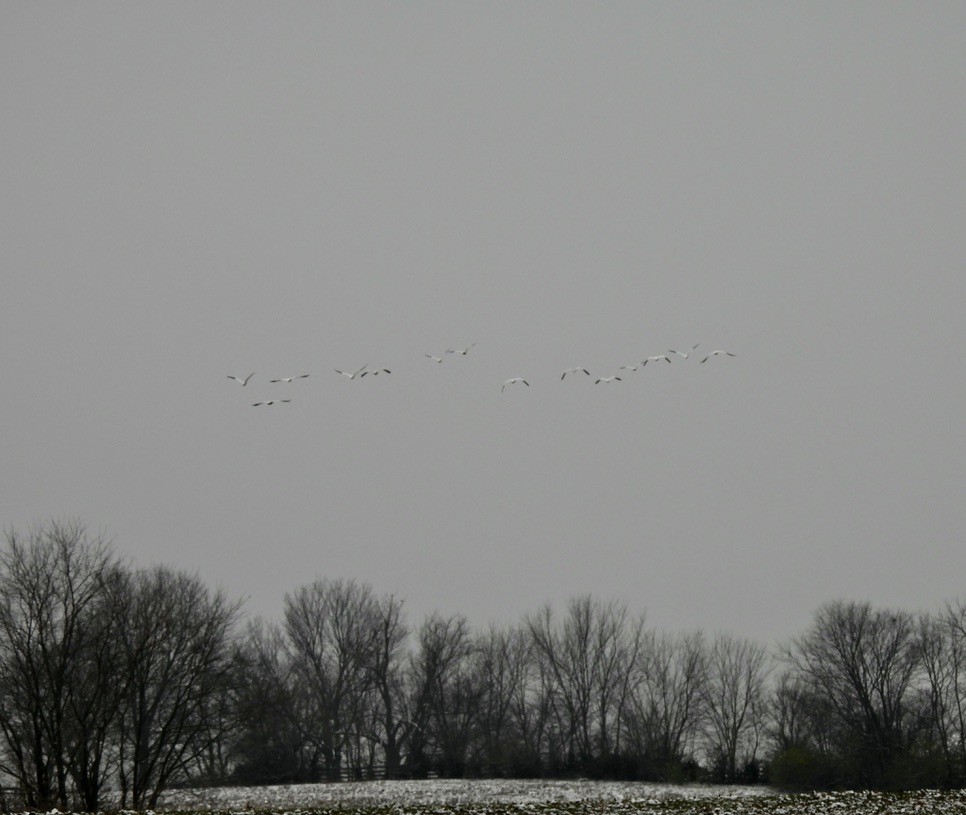 Белый гусь - ML646429312