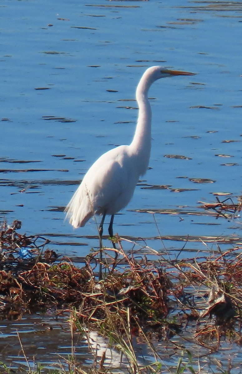 Great Egret - ML646429313