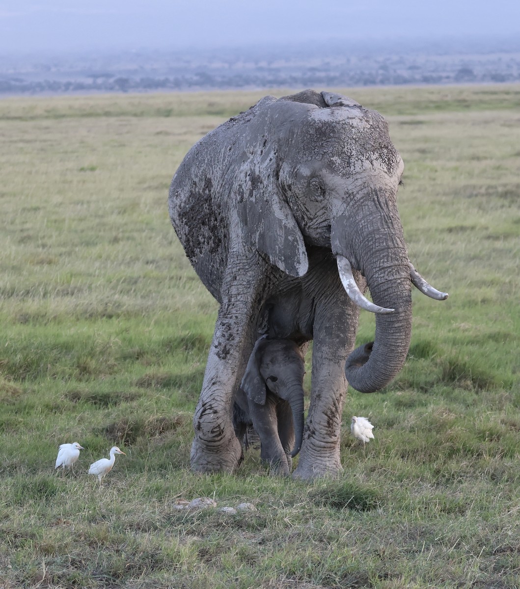 Western Cattle-Egret - ML646429314